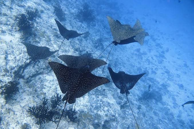 MALDIVES WITH VAAVU ATOLL